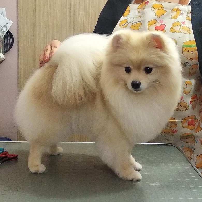 Стрижка Немецкого Шпица Фото