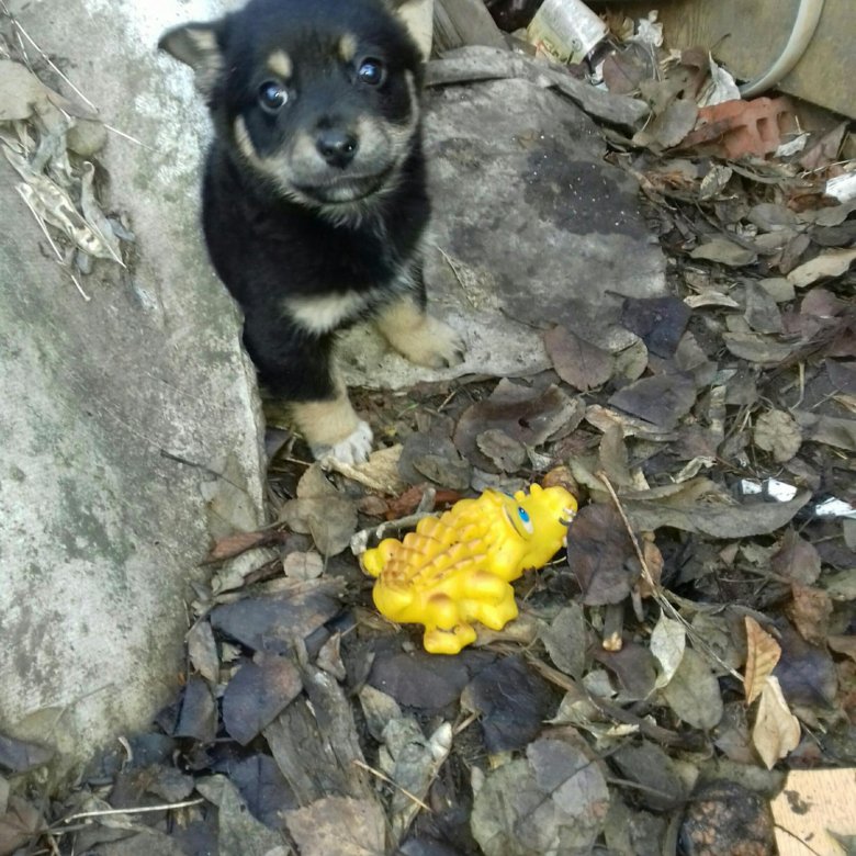 авито щенки доберманы. королевский мопс черный. авито новочеркасск собаки. авито новочеркасск собаки. авито новочеркасск собаки.