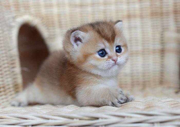 Шиншила кошка котенок