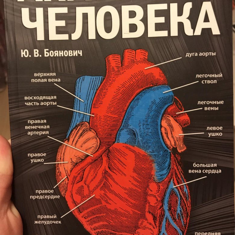 Анатомический атлас. Атлас анатомии человека Боянович. Человек: атлас.. Анатомический атлас человека. Сердце атлас по анатомии.