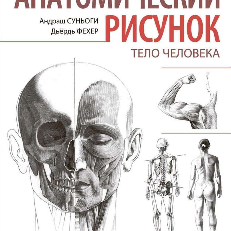 Анатомия человека рисунок книга