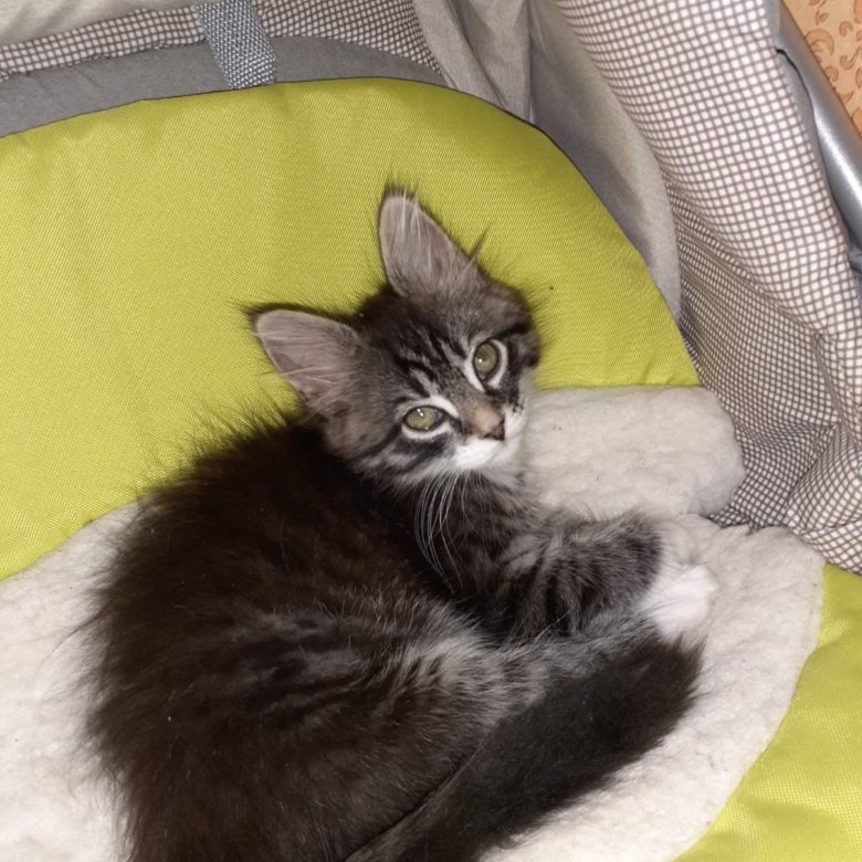 кунов тюмень. кунов тюмень. черный мраморный черепаховый f22 окрас.