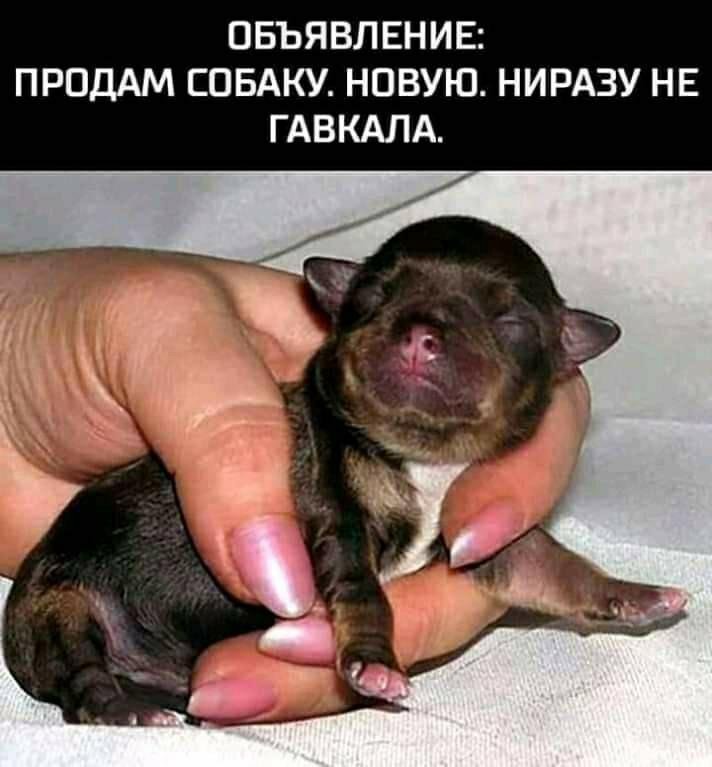Как выглядят новорожденные собаки Щенки той терьера - купить в Тольятти, цена 8 000 руб., продано 10 февраля 2020 