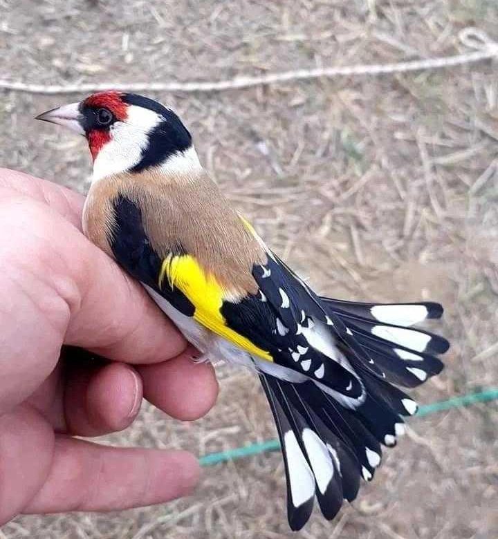 Черноголовый щегол. Белобородый щегол. Щегол в москве. Седоголовый щегол питнастый. Канарейки и щеглы.