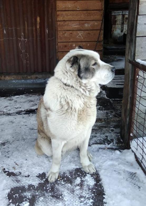 Собака междуреченск. Отдам даром междуреченск животные. Собака междуреченск. Собака междуреченск. Юла междуреченск бесплатные собаки.