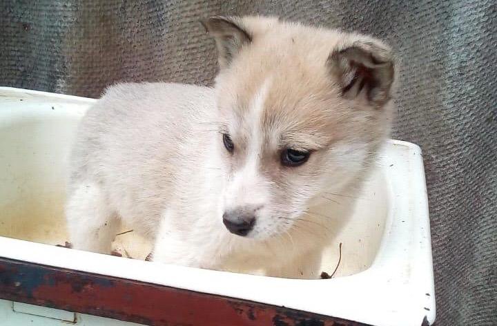 Лайки в избранное. Лайки в избранное. Фенотип лайки. Где комментарии лайки?. Восточносибирская лайка.