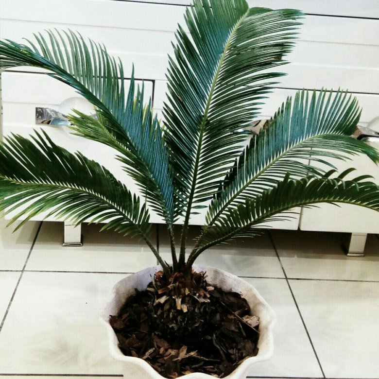 Купить пальму живую