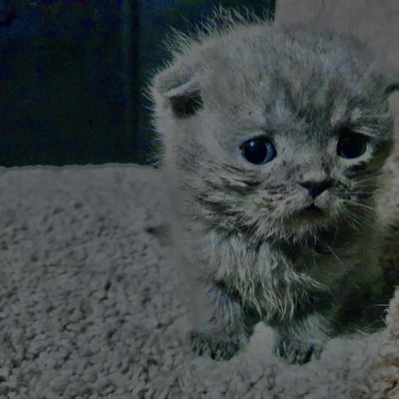 Саки кот. Саки кошки.