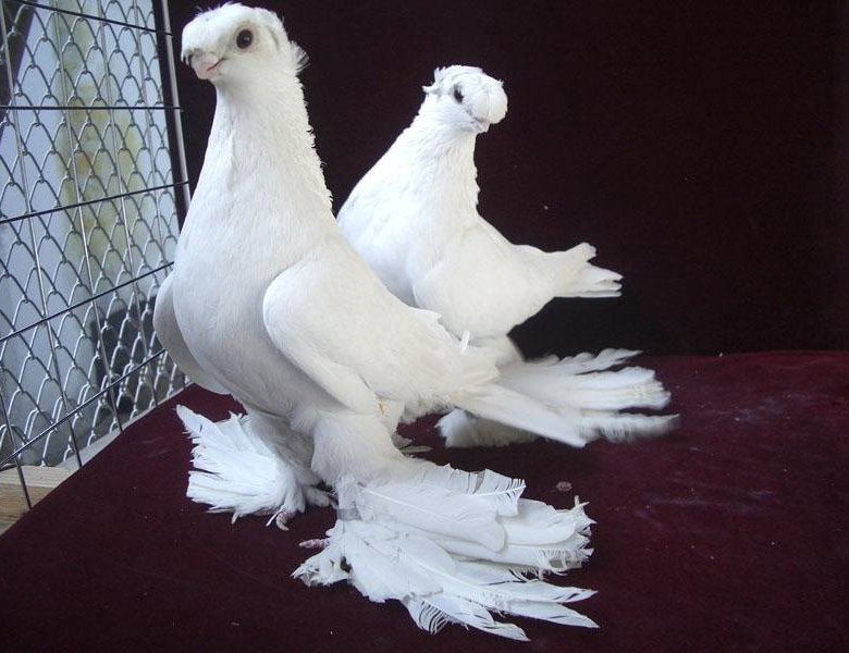 Бойные породы голубей с фотографиями