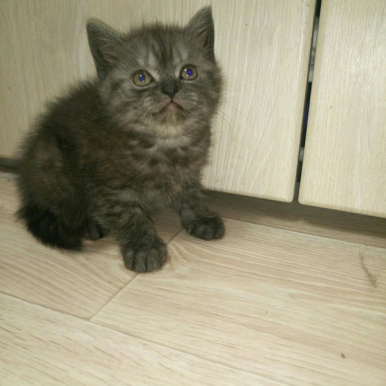 Крупные котята авито нижний новгород. Авито кошки нижний новгород. Нижний новгород кот. Котята великий новгород. Авито нижний новгород котята.