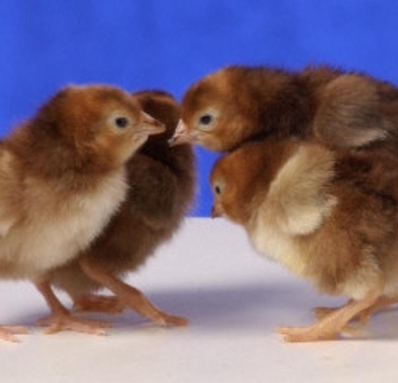 Где купить цыплят кур. Цыплята Ломан Браун. Суточные цыплята Редбро. Редбро куры. Редбро порода яйца.