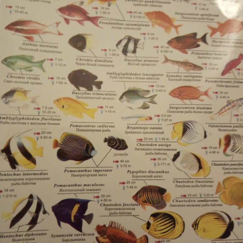 Рыбы красного моря каталог фото с названиями
