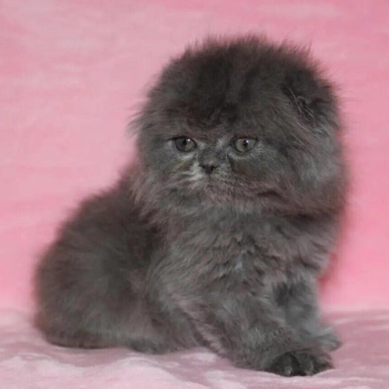 Вислоухая Длинношерстная Кошка Фото