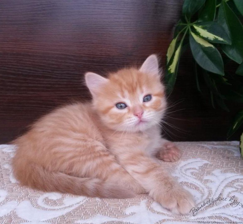 Кошки Персикового Окраса Фото