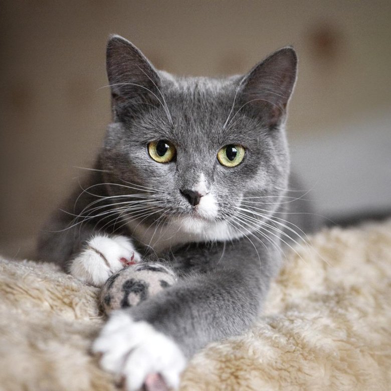 котики грей. фотографии кот грей. котики грей. порода котов грей. котик грей.