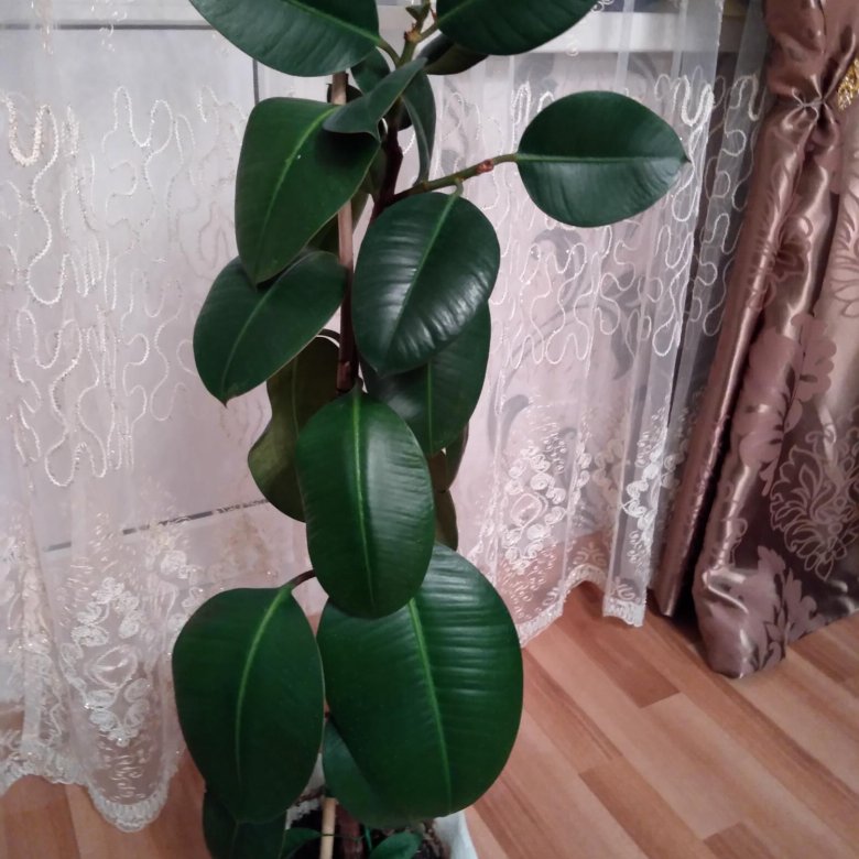 Фикус Каучуконосный Фото Комнатный