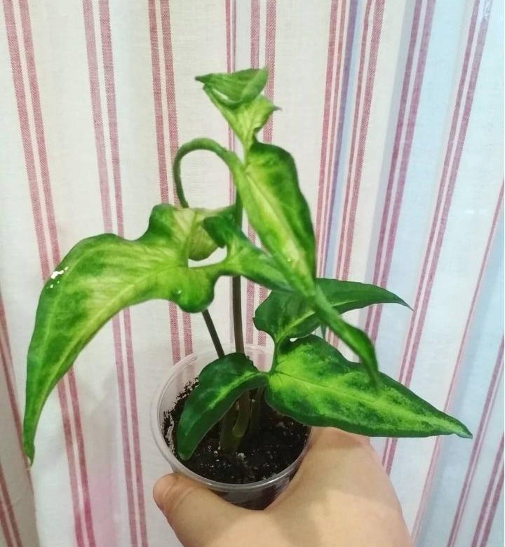 Syngonium auritum сингониум ушковатый фото