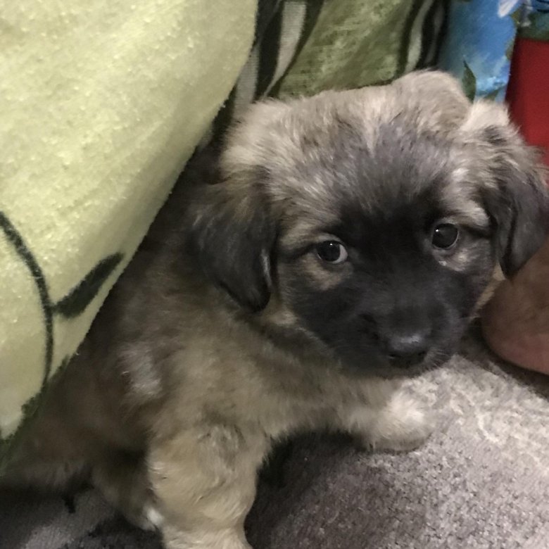 авито прохладный животные. авито прохладный животные. авито прохладный животные. бычки в прохладном. выставляла котята.