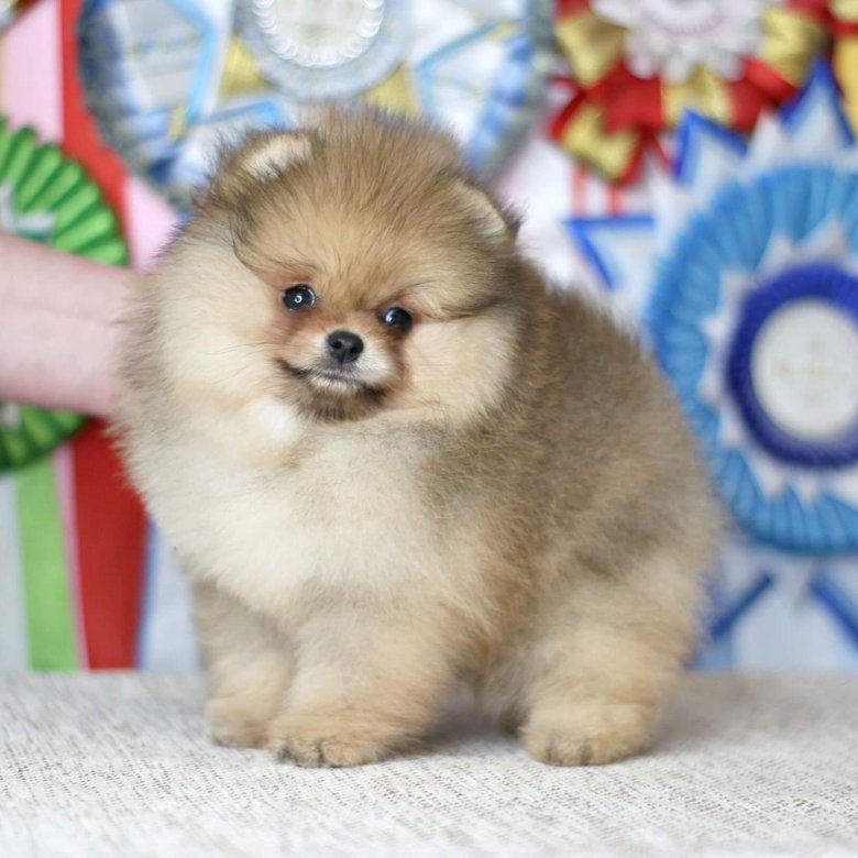 померанский шпиц боо. померанский шпиц. померанский шпиц беленький. померанский шпиц медвежьего типа. собака шпиц щенок.