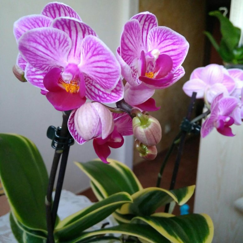 орхидея сого вивьен бабочка. фаленопсис сорт сого вивьен. мини фаленопсис сого вивьен. орхидея вивьен.