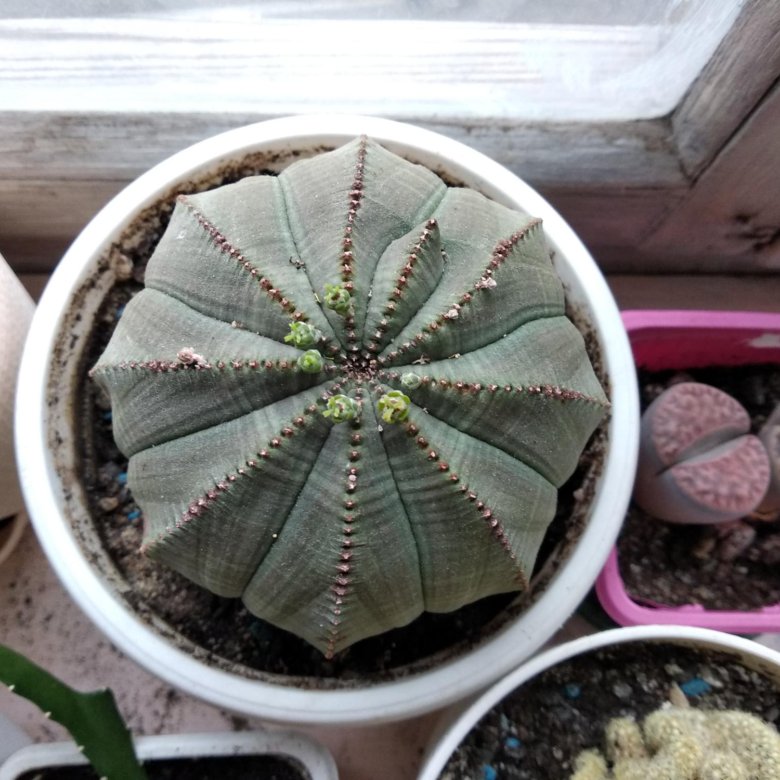 Молочай семена. Семена Euphorbia obesa. Молочай тучный семена. Молочай тучный сеянцы. Сеянцы эуфорбия обеса.