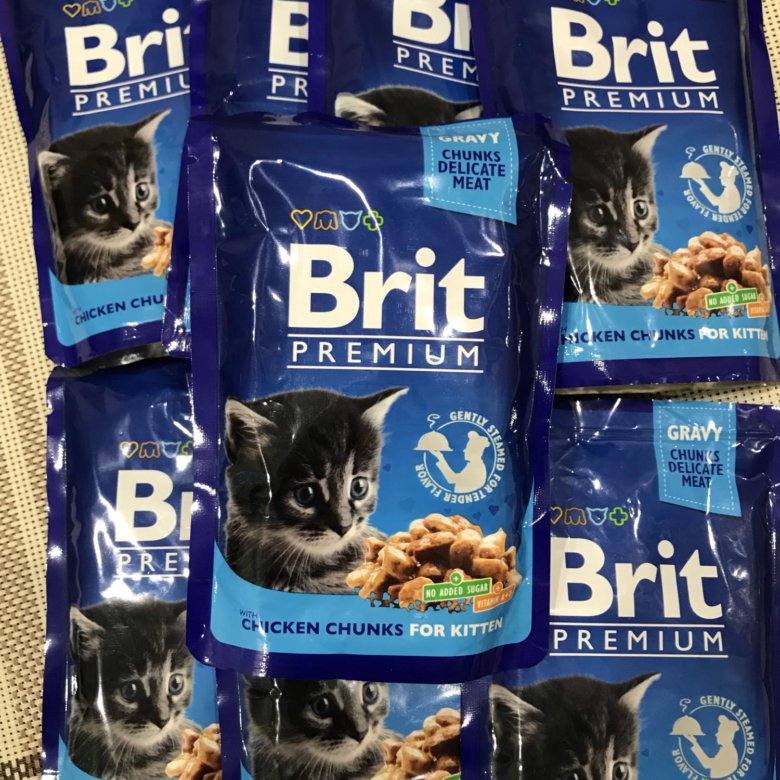 Брит для котят. Влажный корм Brit. Brit корм для котят влажный. Корм Брит для котят. Влажный корм Brit для котят дома.