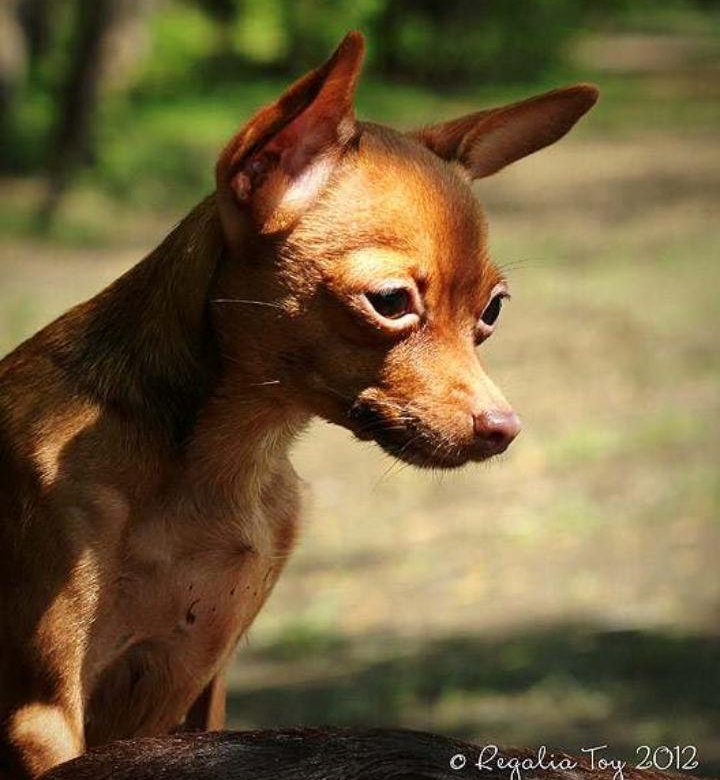 Той терьер чешет. Тойтерьеры. Той терьер чешет. Бритый той терьер. Блохтерьер.