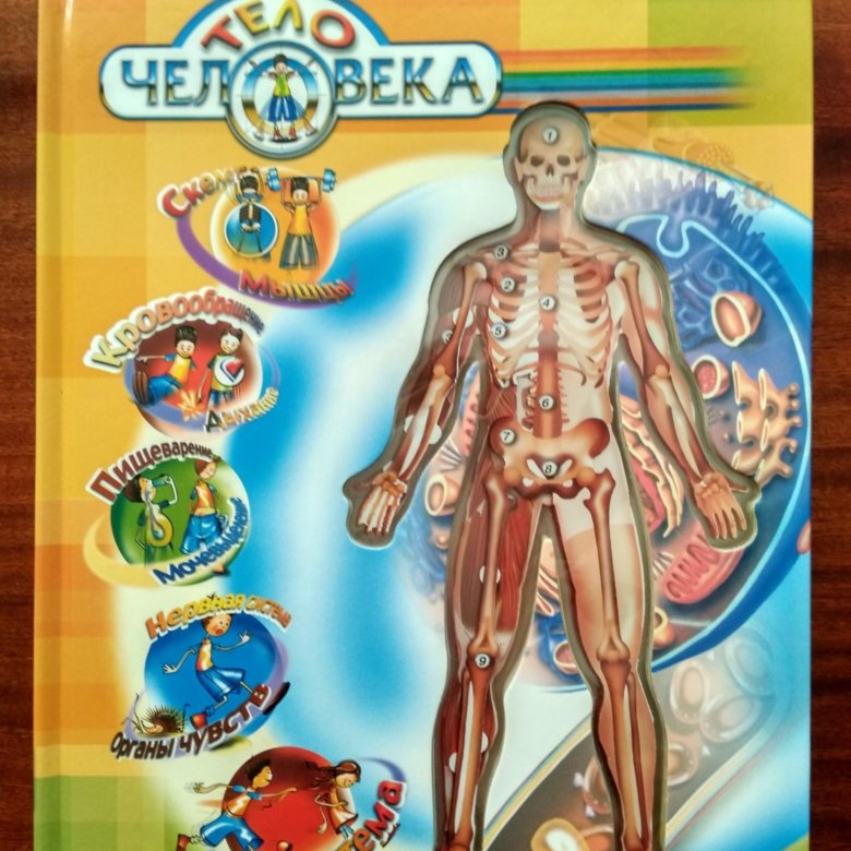 Книги в тело ребенка. Тело человека книга для детей. Детская книжка анатомия человека. Тело человека Белфакс. Детская книга про организм.