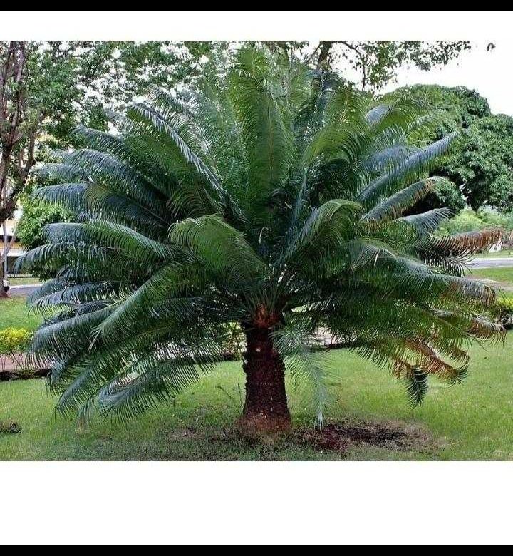 Что за растение - саговник румпфа (cycas rumphii)