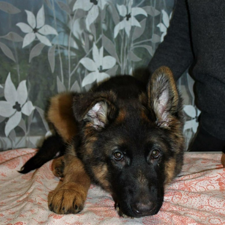 Хаски 6 месяцев фото. Сибирский хаски 6 месяцев. Щенки лзс. Авито нижегородская собаки. Щенок лайки в одежде.