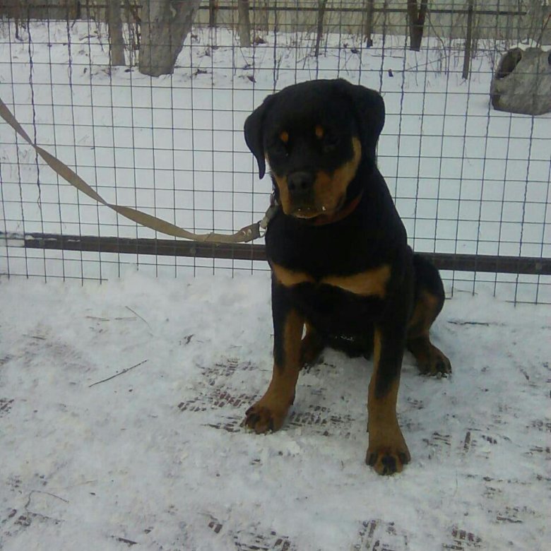 Стандарты породы ротвейлер вес рост. Ротвейлер рост и вес по месяцам. Щенок ротвейлера вес. Вес щенка ротвейлера по месяцам таблица. Щенок ротвейлера вес.