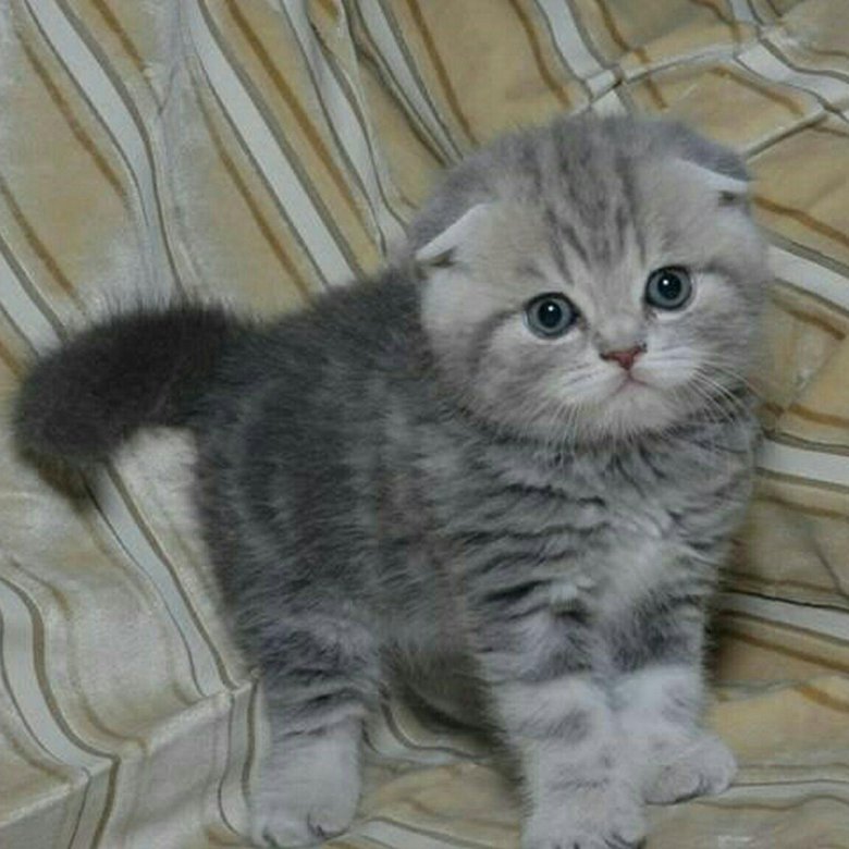 Шотландский котик