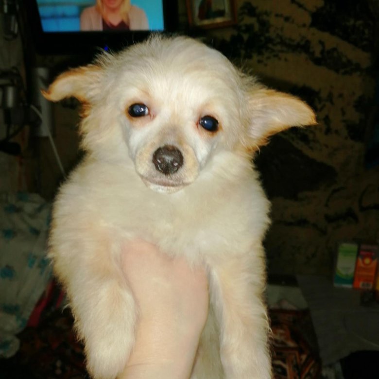 авито новочеркасск собаки