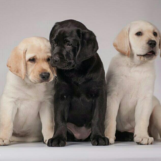 Щенки черного лабрадора в москве. Риера голден ретривер. Ретривер ркф. Ретривер ркф. Стандарт лабрадора.
