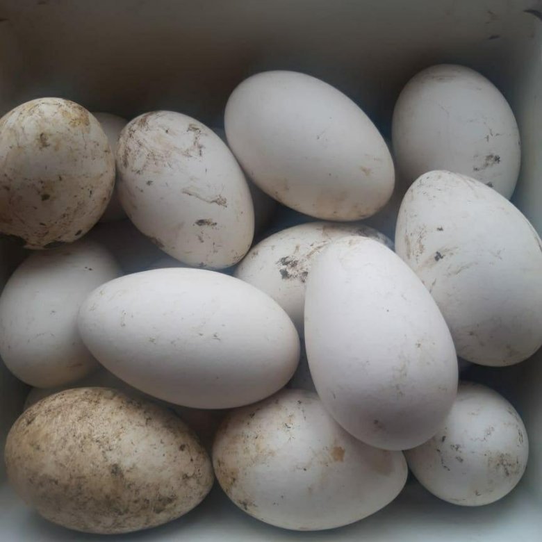 Сколько стоит десяток гусиных яиц. Гусиные яйца. Гнездо гуся с яйцами.