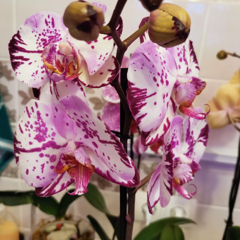 Купить орхидею в саратове. Орхидеи Саратов. Орхидея Саратов цена. Орхидея купить Саратов.