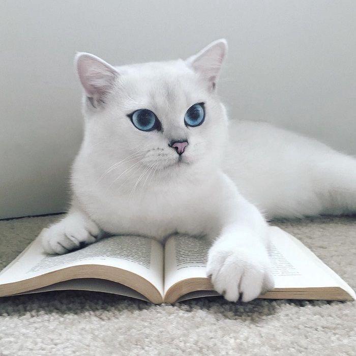 Самый красивый кот