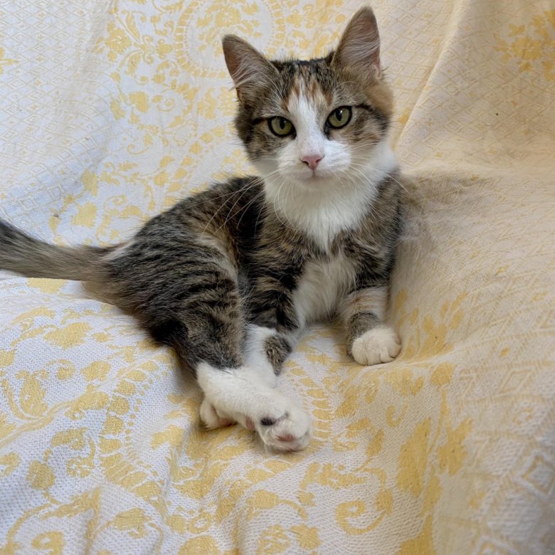 котята курск. котята курск. авито коты курск. котята курск. какие есть породы котят в курске.