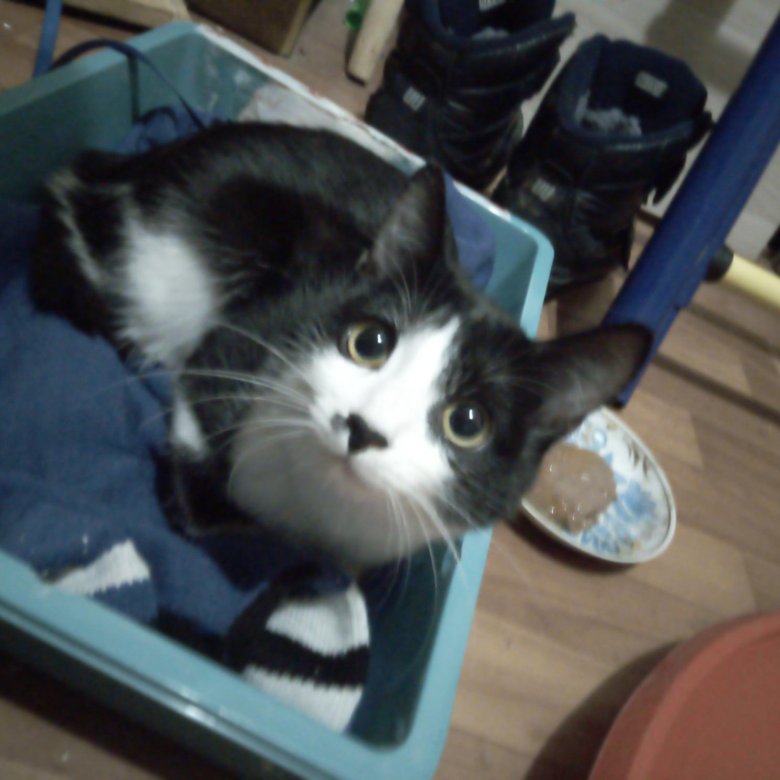 Козы на авито мордовия. Авито муром животные. Авито муром животные. Авито муром животные. Авито муром животные.