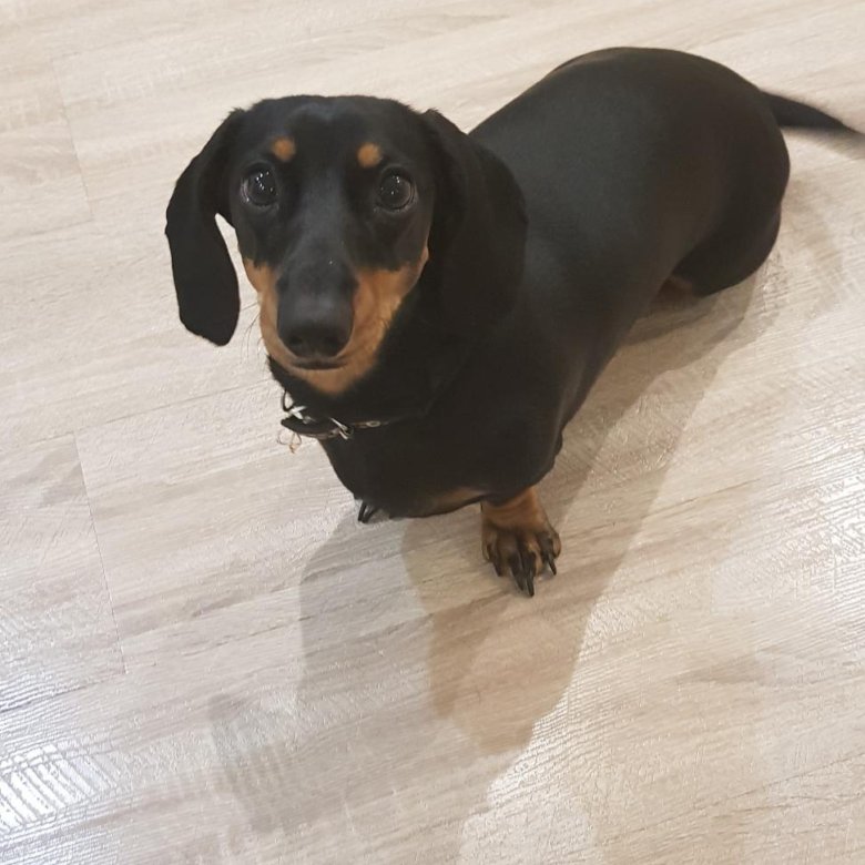 Вязка такс. Вязка кобеля таксы. Вязка таксы. Саби таксы. Вязка таксы первый раз.