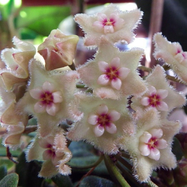 Хойя Серпенс Hoya Serpens