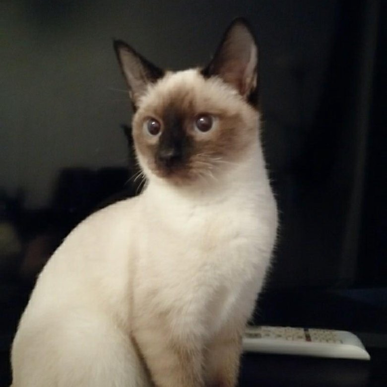 Сиамская кошка купить