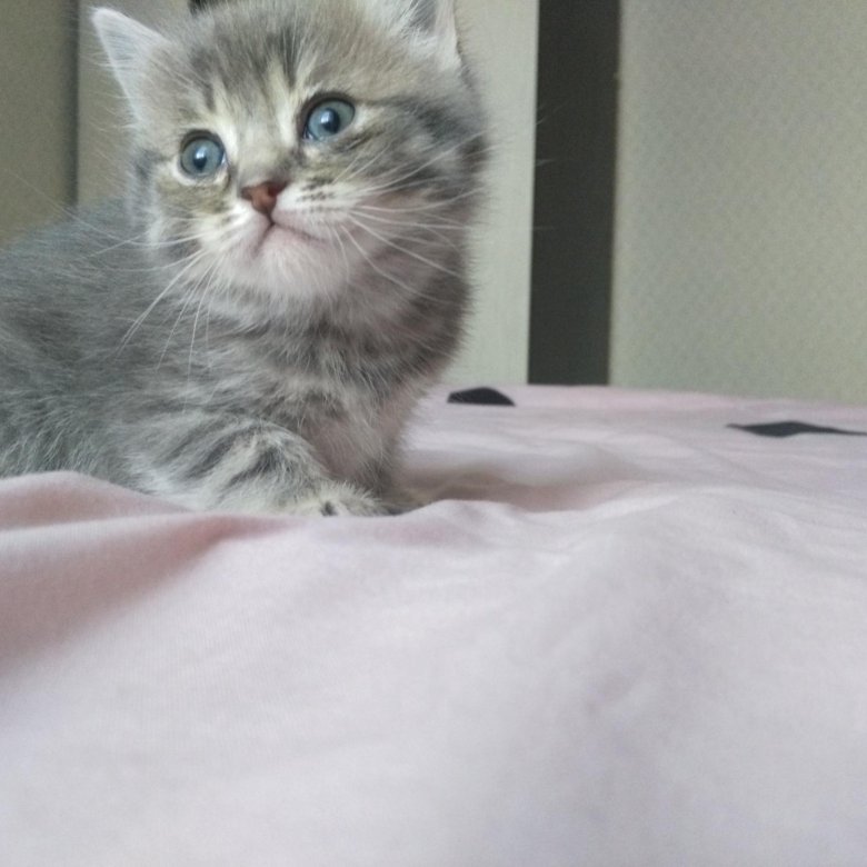 Британские котята в новгороде
