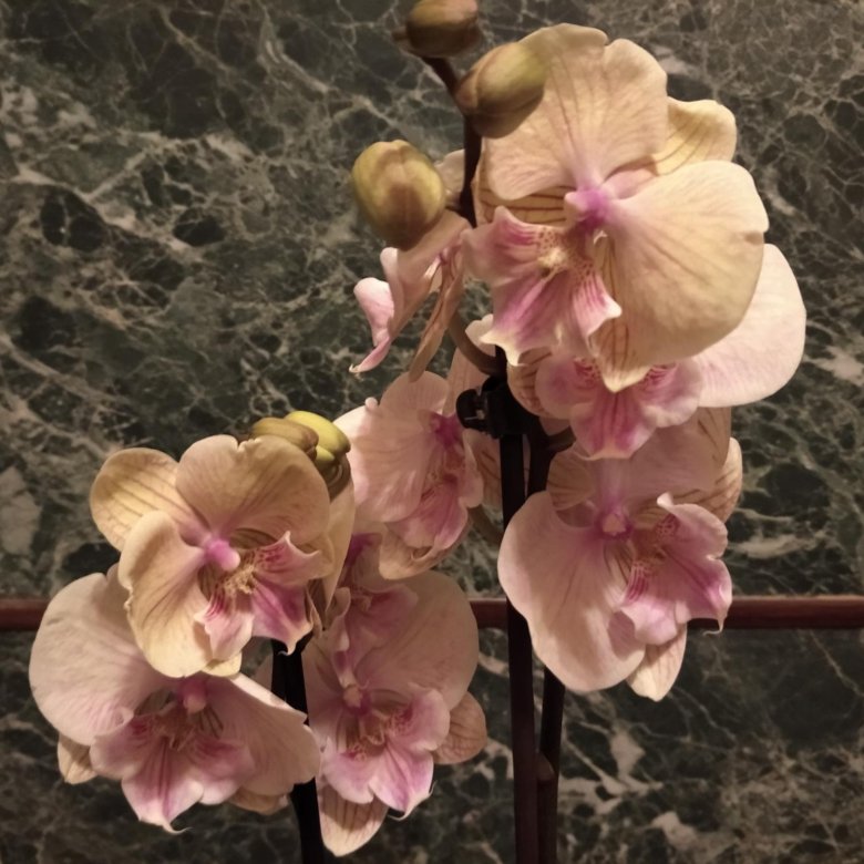 Орхидеи " Биг лип"* цветут* - купить в Москве, цена 900 руб., про...