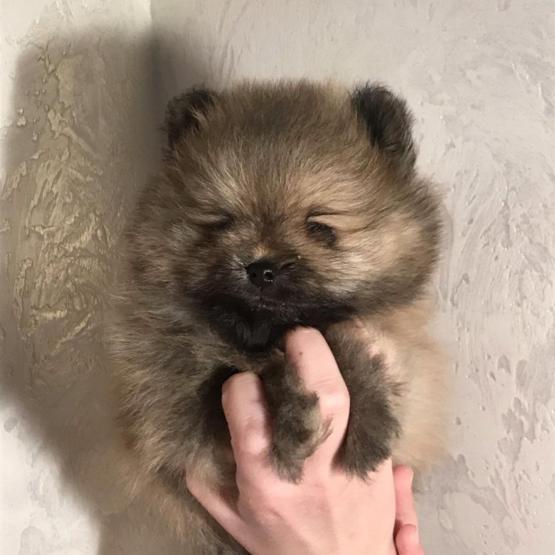 юла померанский шпиц щенки благовещенск
