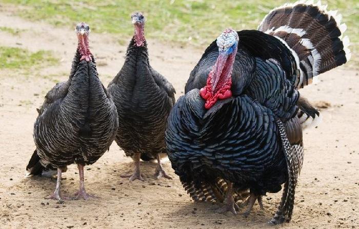 индюк - купить в Красноярске, цена 1 500 руб., продано 26 июня 2019 - Птицы