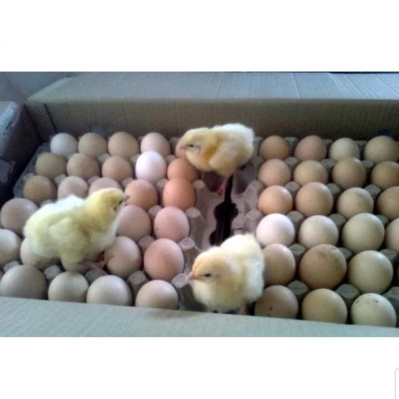 Купить яйцо инкубационное липецкая. Бройлер Росс 308. Инкубационное яйцо Росс 308. Инкубационное яйцо Кобб 500. Инкубаторские яйца Кобб 500 цыплята.