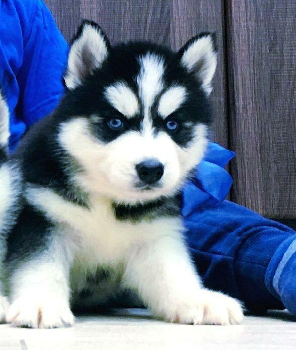 Щенок хаски 2 месяца. Продам хаску. Продам хаску. Хаски барнаул. Продается хаски.