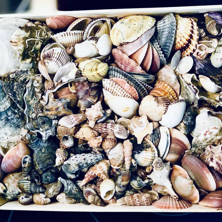 декоративный аквариум с ракушками.