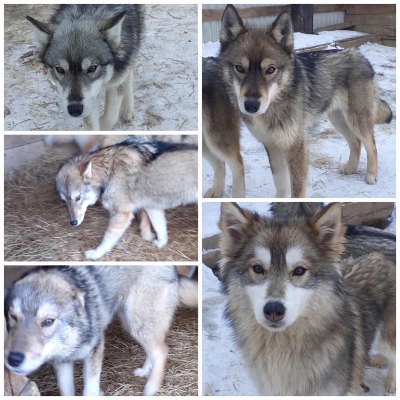 маламут в добрые руки